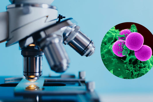 The Truth About Bacteria: Why Balance is Key to Your Health