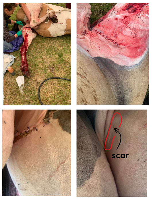 Pet Rescue:  Nature's Scar Repair for proud flesh and more